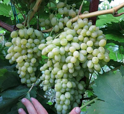 Виноград (бессемянный) - Кишмиш столетие