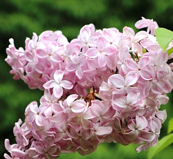 Сирень обыкновенная - Вечерний звон