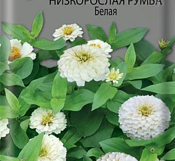 Цинния низкорослая Румба Белая