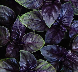 Базилик Пурпурный салют