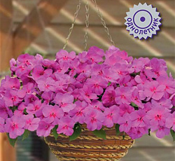 Бальзамин Бикон Блю Перл