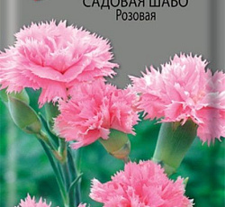 Гвоздика садовая Шабо Розовая