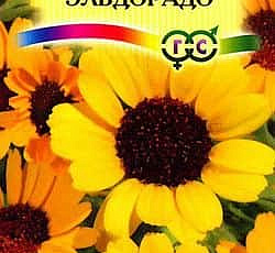 Хризантема Эльдорадо