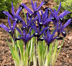 Ирис (сетчатый) - Блу Ноут