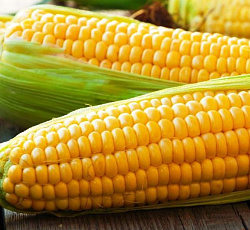 Кукуруза Соблазн (сахарная)