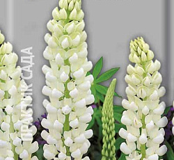 Люпин Белый аист