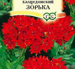 Лихнис халцедонский Зорька