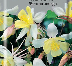 Аквилегия гибридная Желтая звезда
