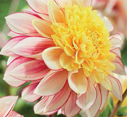 Георгина (анемоновидная) - Полька