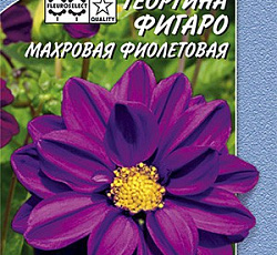 Георгина Фигаро Махровая фиолетовая