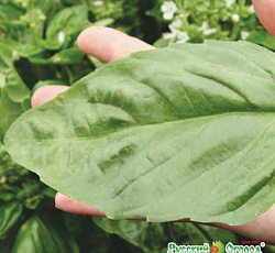 Базилик Русский размер