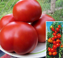 Томат Спасская башня F1