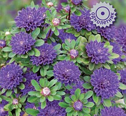 Астра Сирена Синяя