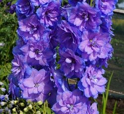 Дельфиниум (высокий) - Дельфис Старлайт (Люкс)