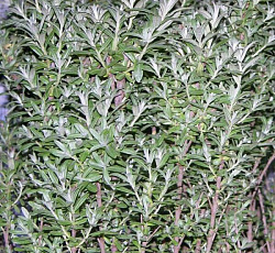 Облепиха - Хикул (мужской, опылитель)