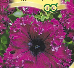 Петуния бахромчатая Кринолин пурпурный F1 (Фриллитуния)