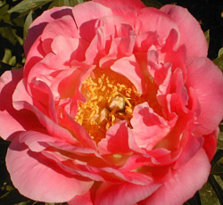 Пион (травянистый) - Софт Салмон Сосер (Люкс)