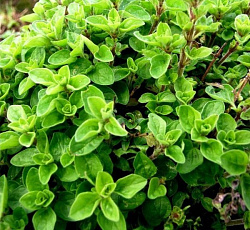 Майоран садовый Байкал