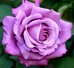 Роза (чайно-гибридная) - Шарль де Голь