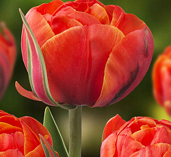 Тюльпан (Махровый поздний) - Квинсдей осенние луковичные - описание, фото, агротехника