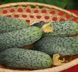 Огурец Капучино F1