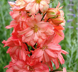 Дельфиниум (гибридный) - Принцесс Кэролайн (Люкс)