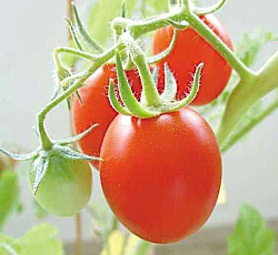 Томат Земляк