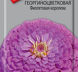 Цинния георгиноцветковая Фиолетовая королева