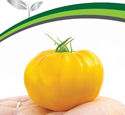 Томат Крем торт