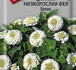 Цинния низкорослая Фея Белая