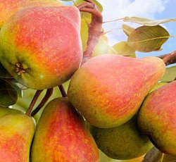 Груша - Северянка краснощекая