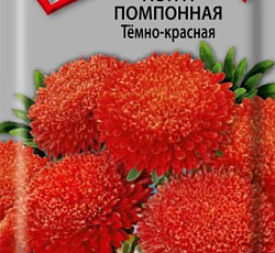 Астра Помпонная Темно-красная