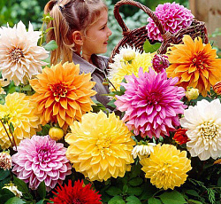 Георгина Махровые Гиганты (декоративная смесь)
