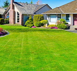 Газон ТопГрин Коттедж
