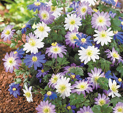 Анемона (корончатая) - Нежная (смесь окрасок)