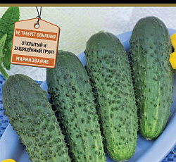 Огурец Барон F1