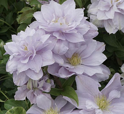 Клематис (крупноцветковый) - Беллиссимо (Люкс)