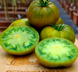 Томат Зеленая Тайна Личинки