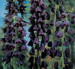 Рябчик - Персидский