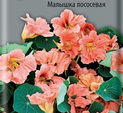 Настурция низкорослая Малышка лососевая