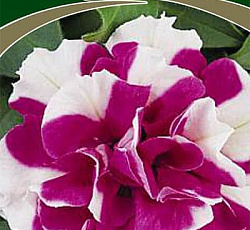 Петуния махровая многоцветковая Дуо роуз энд вайт