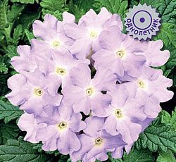 Вербена Кварц Сильвер