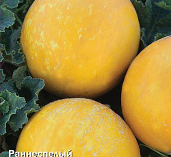 Дыня Золотой шар