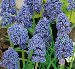 Мускари - Армянский Блу Спайк