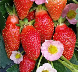 Земляника ремонтантная F1 С-141