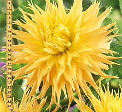 Георгина (бахромчатая) - Энкор