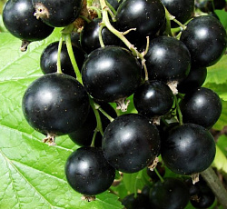 Смородина черная (традиционная) - Ядреная