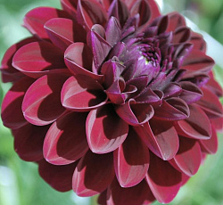 Георгина (шаровидная) - Джипси Найт