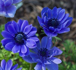 Анемона (махровая) - Блу