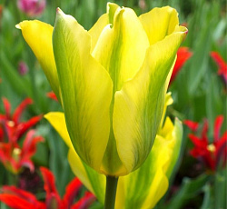 Тюльпан (Зеленоцветный) - Формоза